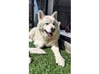 Adopt Baek doo a White - with Tan, Yellow or Fawn Akita / Jindo / Mixed dog in