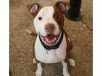 Adopt Tyson a White - with Tan, Yellow or Fawn American Pit Bull Terrier / Mixed