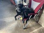 Adopt Jett a Black Labrador Retriever / Mixed dog in Jefferson, OH (37985371)