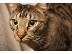 Adopt Yoshi a Brown Tabby American Shorthair / Mixed (short coat) cat in