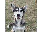 Adopt River a Black - with White Husky / Alaskan Malamute / Mixed dog in