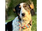 Adopt Rocco a Brown/Chocolate - with White Dachshund / Border Collie / Mixed dog