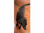 Adopt Cheeto a Black Labrador Retriever / Mixed dog in Everman, TX (41285035)