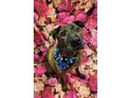 Adopt Nana a Brown/Chocolate American Pit Bull Terrier / Mixed Breed (Medium) /