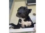 Adopt Kesha a Shepherd (Unknown Type) / Mixed dog in Houston, TX (41247242)