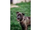 Adopt Wolfsie Daisy a Brown/Chocolate Shepherd (Unknown Type) / Mixed dog in