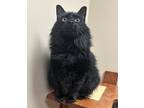 Adopt Kitty a All Black Domestic Longhair cat in Alvin, TX (41285017)