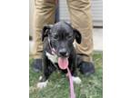 Adopt Chaos a Black Terrier (Unknown Type, Medium) / Labrador Retriever dog in
