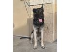 Adopt Opie a Black German Shepherd Dog dog in Alvin, TX (41285012)