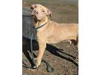 Adopt Froghopper a Tan/Yellow/Fawn American Pit Bull Terrier / Mixed Breed