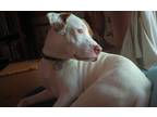 Adopt Gigi a White - with Tan, Yellow or Fawn American Pit Bull Terrier dog in