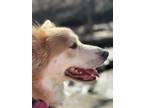 Adopt Willow a Tan/Yellow/Fawn - with White Labrador Retriever / German Shepherd