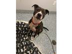 Adopt Cash a Mixed Breed (Medium) / Mixed dog in Angola, IN (41100144)