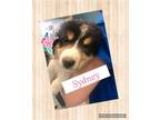 Adopt Sydney Puppy a Tricolor (Tan/Brown & Black & White) Australian Shepherd /
