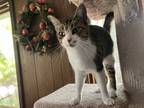 Adopt Stormee a Gray or Blue (Mostly) American Shorthair / Mixed (short coat)