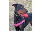 Adopt Letty a Brown/Chocolate - with Black Doberman Pinscher / Mixed dog in