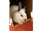 Adopt Powder Puff a White American / American / Mixed rabbit in Grapevine