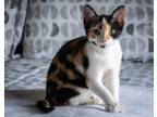 Adopt Scotch a Tan or Fawn Domestic Shorthair / Domestic Shorthair / Mixed cat