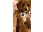 Adopt Benny Moise a Brown/Chocolate - with White Goldendoodle / Golden Retriever