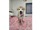 Adopt Tony a Tan/Yellow/Fawn - with White Jindo / Mixed dog in Los Angeles