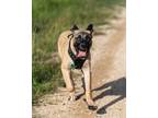 Adopt Sheldon a Tan/Yellow/Fawn Mastiff / Mixed dog in Kingwood, TX (39759109)