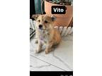 Adopt Vito a Tan/Yellow/Fawn - with White Jindo / Mixed dog in Los Angeles