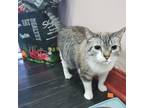 Adopt Sammy a Gray, Blue or Silver Tabby Siamese / Mixed (medium coat) cat in