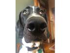 Adopt Moose a Black - with White Weimaraner / Border Collie / Mixed dog in