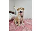 Adopt Paulie Walnuts a Tan/Yellow/Fawn - with White Jindo / Mixed dog in Los