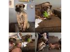 Adopt Frodo a Brindle Terrier (Unknown Type, Medium) / Mixed dog in Simi Valley