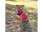 Adopt Sunny a Red/Golden/Orange/Chestnut Pit Bull Terrier / Mixed dog in