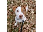 Adopt Rose a White - with Red, Golden, Orange or Chestnut Pit Bull Terrier /