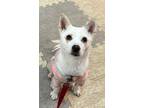 Adopt Chook Bok a White Shiba Inu / American Eskimo Dog / Mixed dog in Toronto