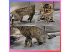 Adopt MARGIE ANN a Brown Tabby Domestic Shorthair (short coat) cat in