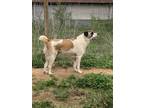 Adopt Sam a White - with Brown or Chocolate Great Pyrenees / Shepherd (Unknown