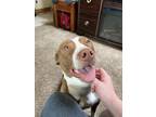 Adopt BoopZ a Red/Golden/Orange/Chestnut - with White American Pit Bull Terrier