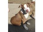 Adopt Joey a Brown/Chocolate - with White American Pit Bull Terrier / English