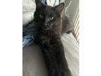 Adopt Chapo a Brown or Chocolate Domestic Longhair / Mixed (medium coat) cat in