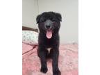 Adopt Meadow a Black Jindo / Mixed dog in Los Angeles, CA (41284434)