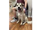 Adopt Toby a White Mixed Breed (Medium) / Mixed dog in Covington, LA (41083587)