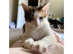 Adopt Maisie a White Domestic Shorthair / Domestic Shorthair / Mixed cat in