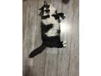 Adopt Kyr a Black & White or Tuxedo Domestic Longhair / Mixed (long coat) cat in