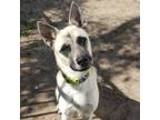 Adopt Astro a Tan/Yellow/Fawn German Shepherd Dog / Mixed dog in Lancaster