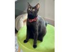 Adopt Sunny a Black (Mostly) Domestic Shorthair cat in St.