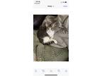 Adopt Stella a Tiger Striped American Shorthair / Mixed (short coat) cat in