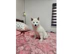 Adopt Carmela a White Jindo / Mixed dog in Los Angeles, CA (41284351)