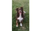 Adopt Apollo a Australian Shepherd / Mixed dog in Omaha, NE (41247600)