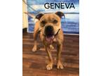 Adopt Geneva a Tan/Yellow/Fawn Pit Bull Terrier / Mixed dog in Weatherford
