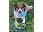 Adopt Ranger a Tricolor (Tan/Brown & Black & White) English Shepherd / Mixed dog