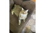 Adopt Asuna a Brown Tabby Domestic Longhair (long coat) cat in Dearborn